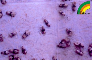 Polilla del Racimo - Grapevine moth - Couza do acio >> Clysia ambigüella en trampa de feromona.jpg